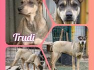 ♡Trudi♡ - kleiner schüchterner Schatz - Alfeld (Leine)