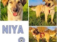 NIYA -wundervolle,lebensfrohe Begleitung - Duisburg