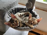 Bengal-Kitten Reinrassig - Ganterschwil