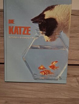Die Katze - Bautzen