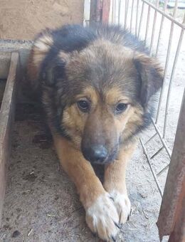 Hedie leidet sehr im Shelter 🐾 - Elsdorf (Nordrhein-Westfalen)