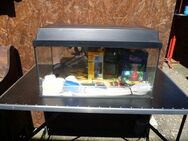 Aquarium mit viel Zubehör,Sonderaktion 07.06.2025,70 €.Nr. 68 - Lichtenau (Nordrhein-Westfalen)