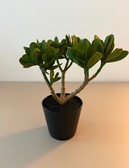 EVERGREEN MINI – DIE PFLEGELEICHTE DEKO-PFLANZE IM MODERNEN LOOK - Hamburg Hamburg-Nord