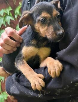 Saki wartet auf ihre Chance - Nordwalde