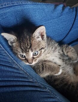 Kitten❤Katze❤Kater❤Katzenjunges❤ Katzenbaby❤ suchen ein liebevolles Zuhause - Knüllwald