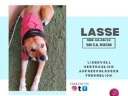 Lasse❤️- liebevoller Jungrüde sucht... - Rambin