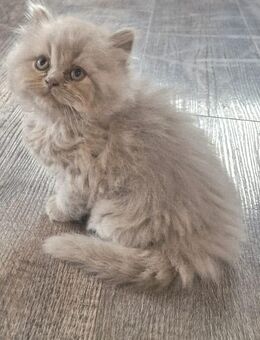 Reinrassige Blh Kater - Lingen (Ems)