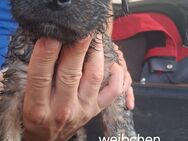 Amstaff Welpen - Meßkirch