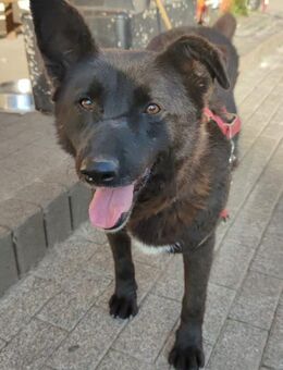 Raven in Bayern - Dreikirchen
