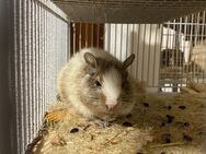 Degu Pablo sucht ein neues Zuhause - Bisingen