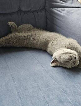 BKH Britisch Kurzhaar Kitten zu verkaufen - Sulzbach-Rosenberg