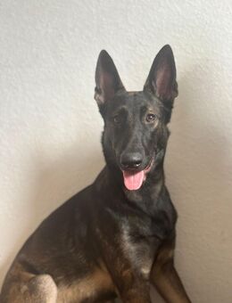 📌 ANZEIGE – BELGISCHER MALINOIS – 500€ - Gelsenkirchen