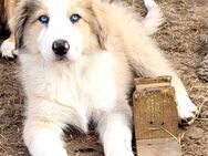 Golden Retriever Collie Australian Shepherd Mix Welpen Abgabebereit - Bad Marienberg (Westerwald)