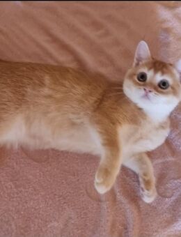 Wunderschöne reinrassige BKH Kitten abgabebereit - Weitnau