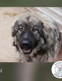 Paul: Besonderer Hund sucht ein Zuhause - Kirchzell