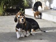 Kleine zauberhafte reinrassige Basset Artesien Normand Welpen suchen ein neues Zuhause. Eine seltene Rasse.