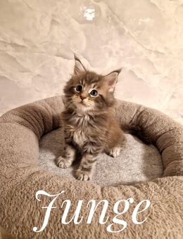 Maine Coon Kitten, reinrassig, ab 24.01.26 abzugeben - Wietzen