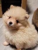 Zwergspitz Pomeranian Welpen- bunte Truppe- in 46286