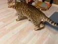 Bengal Deckkater in 90587