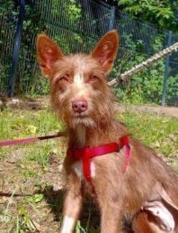 HANNI ❤️ Podengo-Mädel sucht ihr Zuhause - Fahrenzhausen