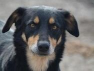 Mogli sucht seine Familie - Berlin