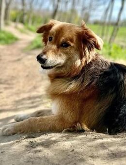 Opi Prinz sucht liebe Menschen - Neuhausen (Fildern)