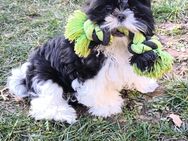 Liebevolle Shih Tzu Welpen suchen ein neues Zuhause! - Brachttal