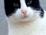 Charly-Schmusekater sucht seine Familie - Bad Camberg