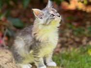 Maine Coon Kitten - Boos (Bayern)