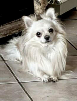Biete Chihuahua Deckrüde - Solingen (Klingenstadt)