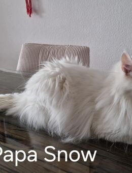 2zucker süse Maine Coon Kitten suchen noch einen neuen Kuschel platz - Nordheim