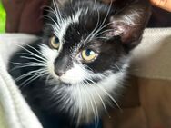 Ein Besondere Kitten abzugeben - Duisburg