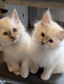 Heilige Birma kitten - Schiffweiler