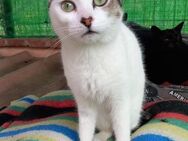 Thea liebe Schmusemaus - Aichwald