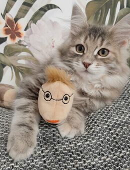 Sehr verschmustes Sibirisches Katzenmädel - Limeshain