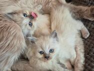 Blue point/ Perser kitten - Donauwörth