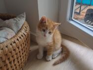 Katze sucht neues zu Hause - Herrsching (Ammersee)