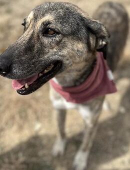 Didi - Freundliche Hündin sucht Zuhause - Berlin