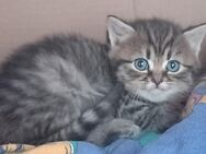 Nur noch zwei Katerchen! Katzenbabys Mix getiegert bald abgabebereit - Groß Umstadt