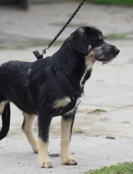 Unsere tolle dunkle Boxermischlingshündin 5 Monate alt,sucht ein warmes Körbchen ca 40 cm groß - Angern