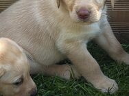 Labrador Welpen - Südbrookmerland