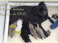 Mops Welpen in 66701