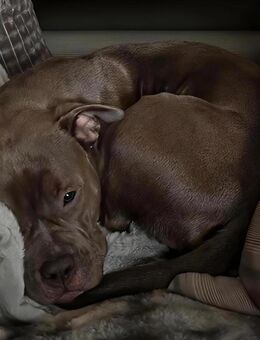 Liebevolle Junghündin sucht Dich - Birlenbach