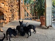 XHerder Welpen suchen neuen Wirkungskreis - Schwarzach (Bayern)