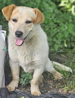 FRITZI sucht für-immer Zuhause - München