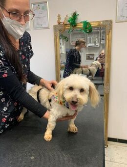 ANIA 3-jährige Bologneser - Kassel