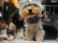 Yorkshire terrier - Köln