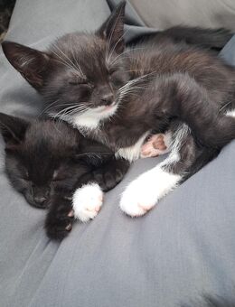 Katzenbabys, Kätzchen, Kitten - Seegebiet Mansfelder Land