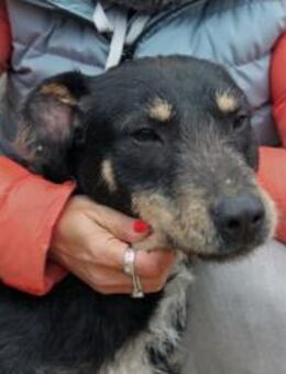 Bozont 2 - verspielter Junghund - Marktleugast