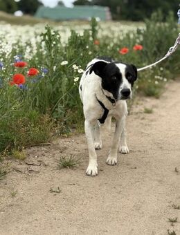 Tom sensibler Terrier-Mix - Burg Reesen